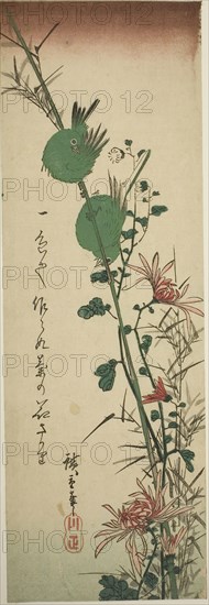 Japanese White-eyes and Chrysanthemums, c. 1830/44, Utagawa Hiroshige ?? ??, Japanese, 1797-1858, Japan, Color woodblock print, chutanzaku, 35.1 x 11.5 cm (13 6/4 x 4 1/2 in.)