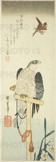 Falcon, sparrow, and narcissus, 1830s, Utagawa Hiroshige ?? ??, Japanese, 1797-1858, Japan, Color woodblock print, chutanzaku, 38.5 x 13 cm (15 1/8 x 5 1/8 in.)