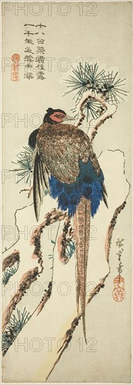Pheasant on a Snow-Covered Pine Tree, mid–1830s, Utagawa Hiroshige ?? ??, Japanese, 1797-1858, Japan, Color woodblock print, chu-tanzaku, 15 x 5 1/8 in.