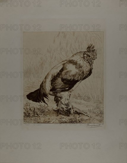 The Old Cock, 1882, Felix Bracquemond, French, 1833–1914, France, Etching and drypoint in brown ink on white wove paper, 285 × 250 mm (image), 510 × 397 mm (sheet)