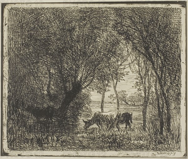 Cows in a Wood, 1862, Charles François Daubigny, French, 1817-1878, France, Cliché-verre on ivory photographic paper, 156 × 190 mm (image), 167 × 203 mm (sheet)