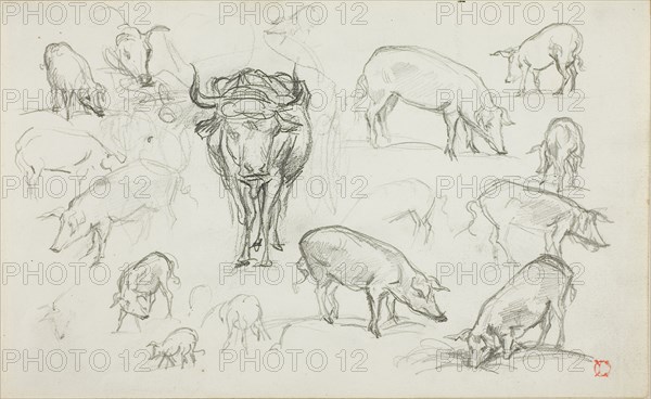 Sketches of Swine and an Ox, n.d., Charles François Daubigny, French, 1817-1878, France, Graphite on ivory wove paper, 125 × 201 mm