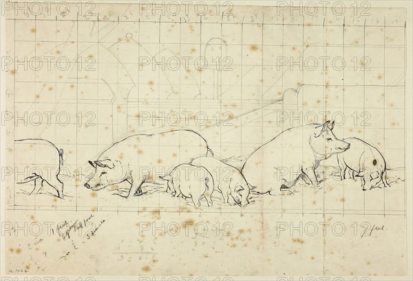 Pigs, n.d., Henry Stacy Marks, English, 1829-1898, England, Pen and brown ink, over graphite, squared in graphite, on ivory wove paper (pieced together), 255 × 377 mm