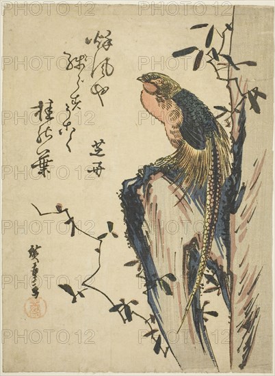 Golden pheasant, 1830s, Utagawa Hiroshige ?? ??, Japanese, 1797-1858, Japan, Color woodblock print, chuban, 23.2 x 17 cm (9 1/4 x 6 5/8 in.)