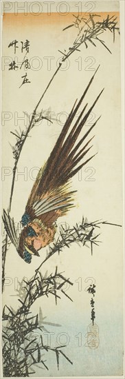 Pheasant and bamboo, 1840s, Utagawa Hiroshige ?? ??, Japanese, 1797-1858, Japan, Color woodblock print, aitanzaku, 13 3/4 x 4 1/2 in.
