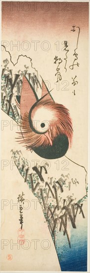 A Mandarin Duck on a Snowy Bank, 1830s, Utagawa Hiroshige ?? ??, Japanese, 1797–1858, Japan, Color woodblock print, ko-tanzaku, 13 3/8 x 4 1/2 in.