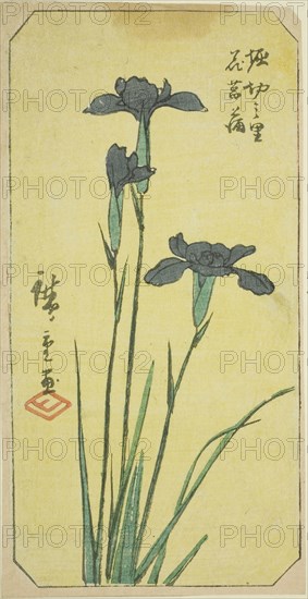 Iris at Horikiri Village (Horikiri no sato hanashobu), section of a sheet from the series Cutout Pictures of Famous Places in Edo (Edo meisho harimaze zue), 1857, Utagawa Hiroshige ?? ??, Japanese, 1797-1858, Japan, Color woodblock print, section of harimaze sheet, 20 x 10.2 cm