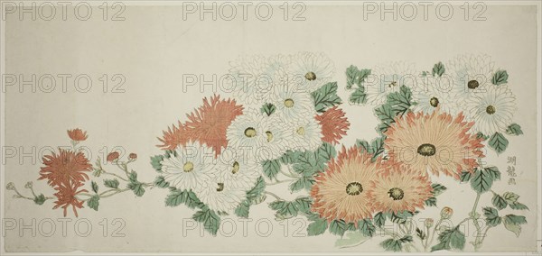 Chrysanthemums, c. 1780, Isoda Koryusai, Japanese, 1735-1790, Japan, Color woodblock print, nagaban surimono, 8 5/8 x 18 5/8 in.