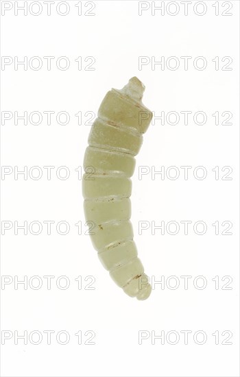 Silkworm Pupa, Shang or Western Zhou period, 13th/10th century B.C., China, Jade, 4.4 × 1.1 × 0.6 cm (1 3/4 × 7/16 × 1/4 in.)