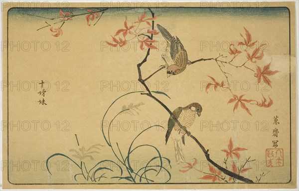 Society Finches (Jushimatsu), 1790s, Kitao Masayoshi (Kuwagata Keisai), Japanese, 1764–1824, Japan, Color woodblock print, oban, 9 1/2 x 15 in.