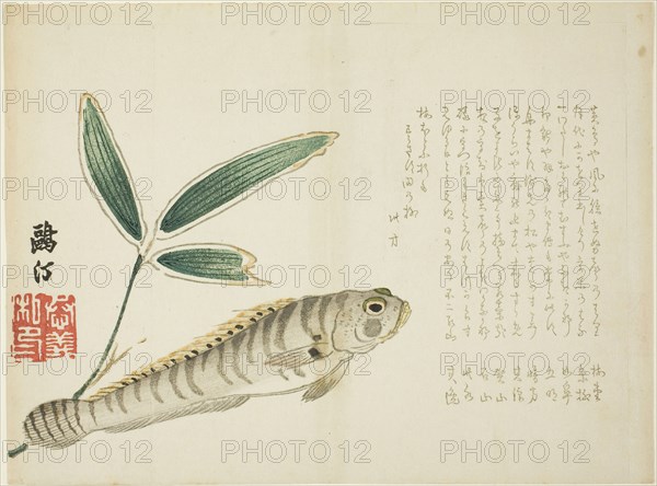 Fish and Bamboo, 1860s, Maezawa Otei, Japanese, 1827-?, Japan, Color woodblock print, surimono, 24.8 x 18.4 cm