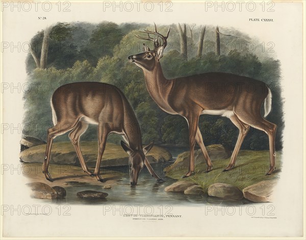 Cervus Virginianus, 1848, John Woodhouse Audubon, American, 1812-1862, United States, Hand-colored lithograph on wove paper, 438 x 620 mm (image), 555 x 707 mm (sheet)