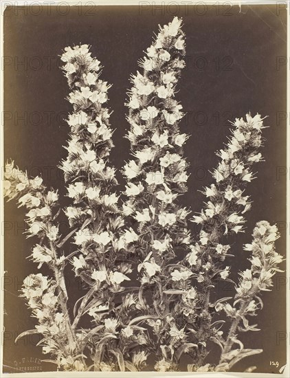 Untitled, c. 1870, Constant Famin, French, active late 19th century, France, Albumen print, 26.7 × 20.7 cm (image/paper)