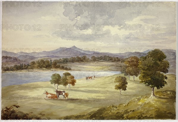 Cows in Landscape, n.d., Elizabeth Murray, English, c. 1815-1882, England, Watercolor over traces of graphite on ivory wove paper, 176 mm × 260 mm