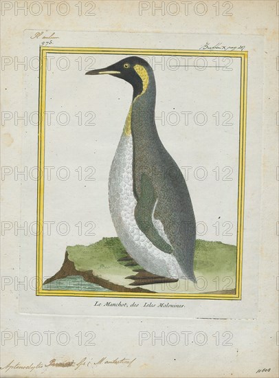 Aptenodytes pennantii, Print, The genus Aptenodytes contains two extant species of penguins collectively known as "the great penguins"., 1700-1880
University of Amsterdam