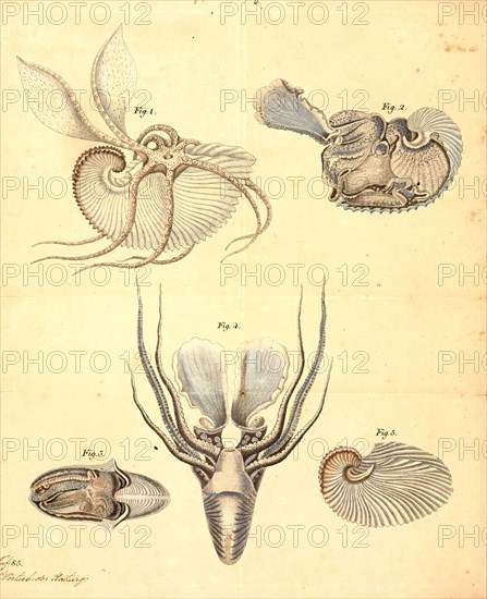 Argonauta argo, Print, Argonauta argo, also known as the greater argonaut, is a species of pelagic octopus belonging to the genus Argonauta. The Chinese name for this species translates as "white sea-horse's nest".
University of Amsterdam