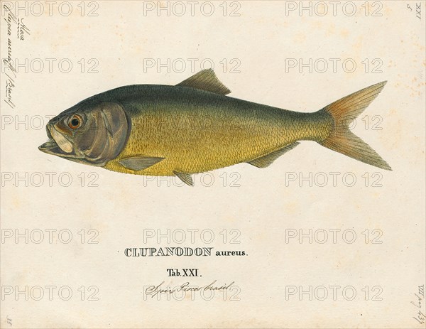 Clupea aurea, Print, 1829
University of Amsterdam