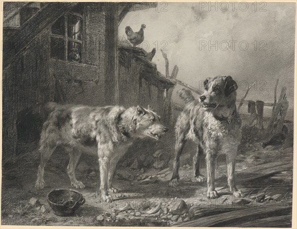 Neighboring dogs, 1852, litho crayon on paper pelé, leaf: 31.9 x 40.5 cm, U. r., signed and dated: Koller 1852, Johann Rudolf Koller, Zürich 1828–1905 Zürich