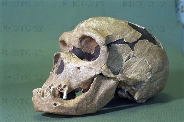 Skull Of Homo Sapiens Neandertalensis
