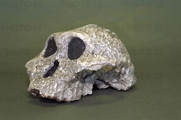 CRANE DE PARANTHROPUS ROBUSTUS