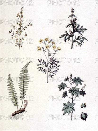 Plantes médicinales usuelles, représentations de la fin du XIXe siècle