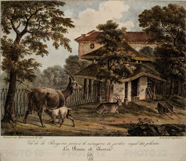 Saunier, bergerie de la ménagerie du jardin des plantes, les boucs et chêvres