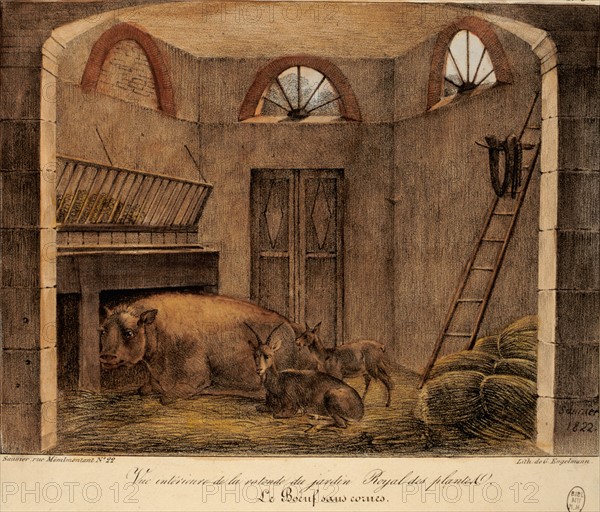 Saunier, interior of the Jardin des Plantes rotunda, ox  without horns