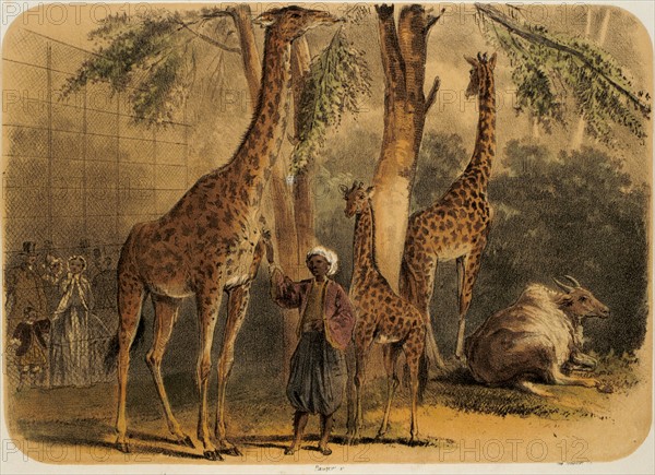 Le jardin des plantes, rotonde des ruminants