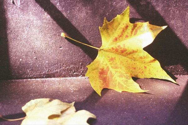 Parasol leaf