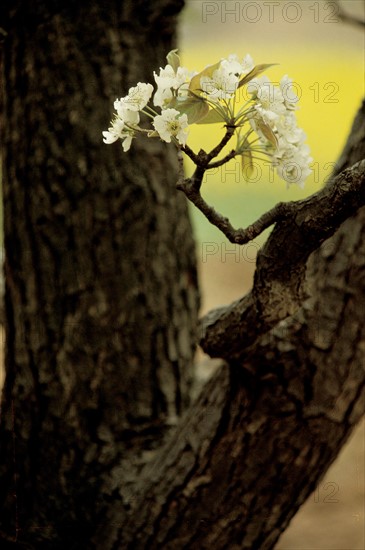 Blossoming flower, China