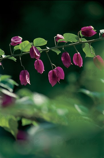 Lilies of the valley, China