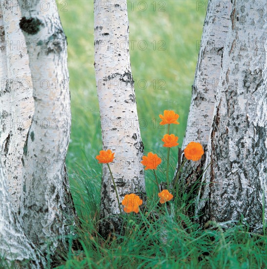 Birch trees, China