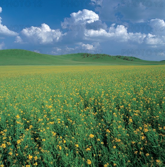 Paysage de prairie, Chine