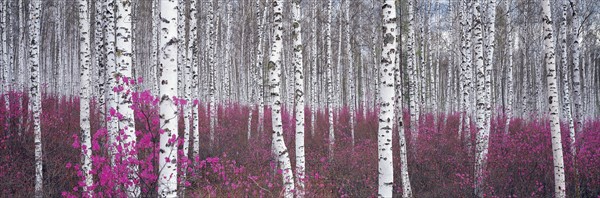 Birch woods, Elunchun County, China