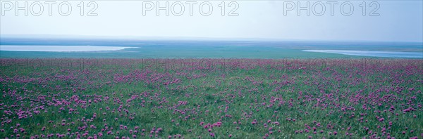 Prairie Hulun Buir, Mongolie Intérieure, Chine