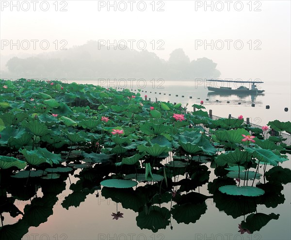 Lac recouvert de nénufars, Chine