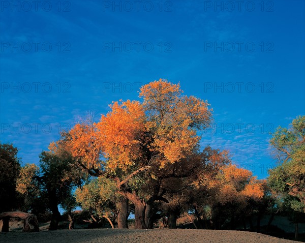 Forêt, Mongolie Intérieure, Chine