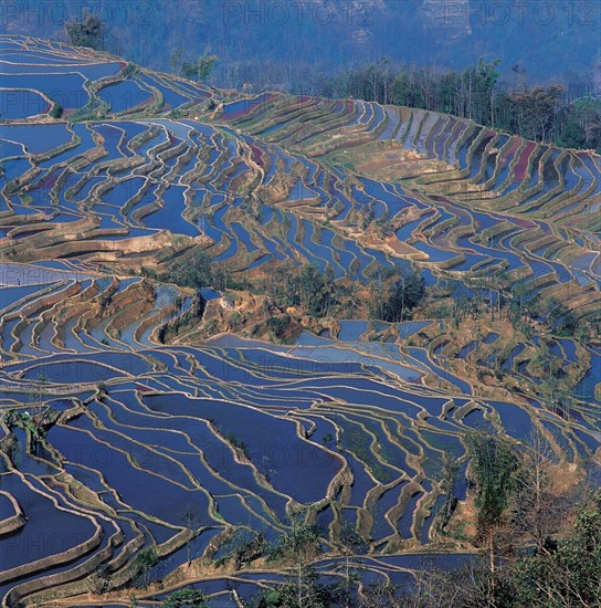 Cultures en terrasse à Yuanyang, province du Yunnan, Chine