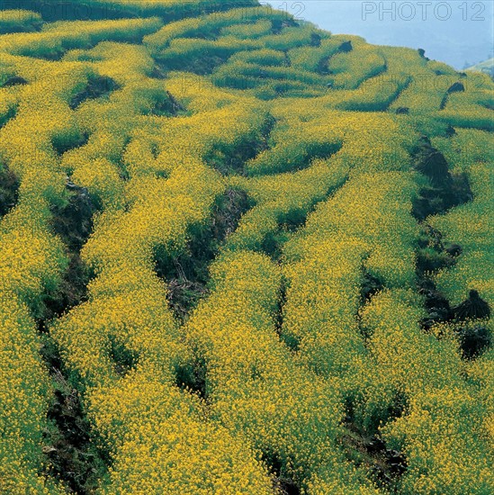 Champs, Luoping, province du Yunnan, Chine