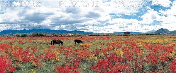 ZhongDian, Shangrila, province du Yunnan, Chine