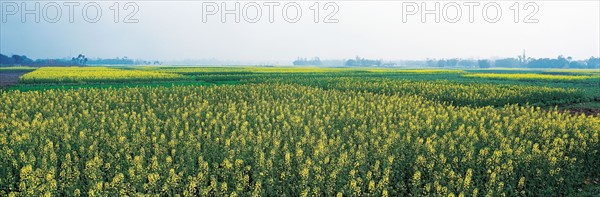 Prairie, province du Sichuan, Chine