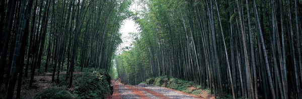 Mer de bambou,  province du Sichuan, Chine
