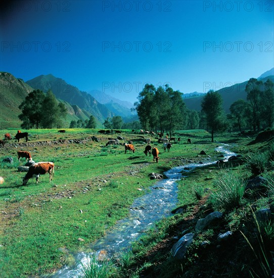 Prairie Song Pan, province du Sichuan, Chine