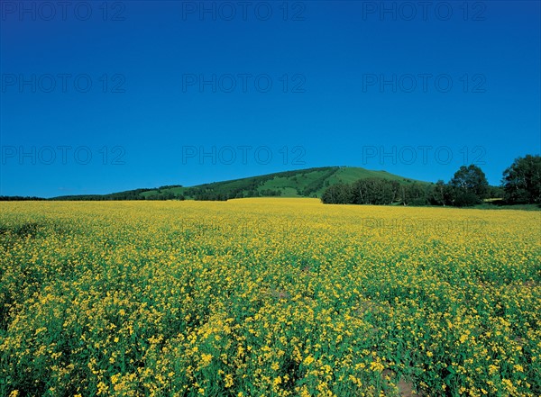 Prairie,  province du Hebei, Chine