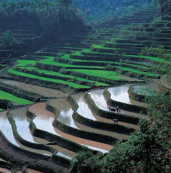 Terrace Yuanyang, province du Yunnan, Chine