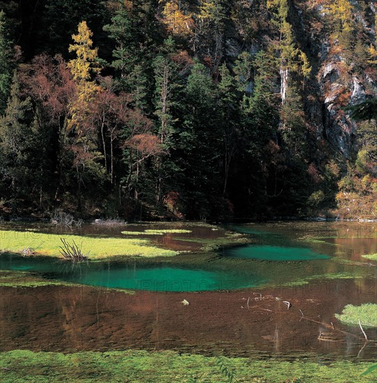 Forêt, Chine