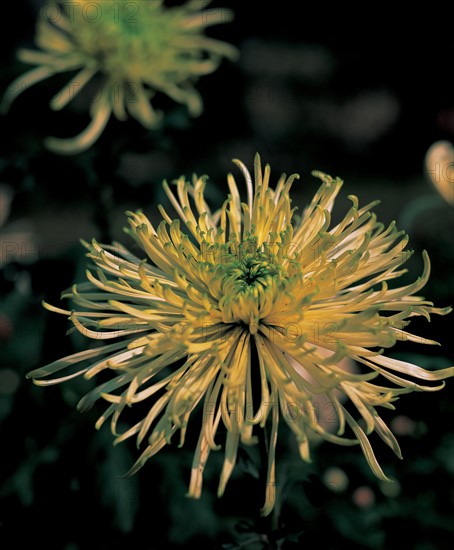 Chrysanthème, Chine