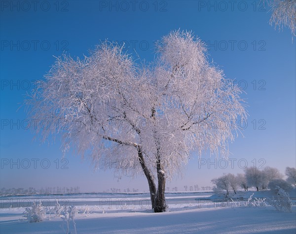 Arbre enneigé, Chine