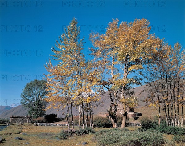 Arbres, Chine