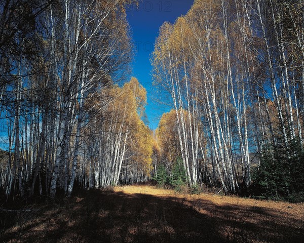 Forest, China